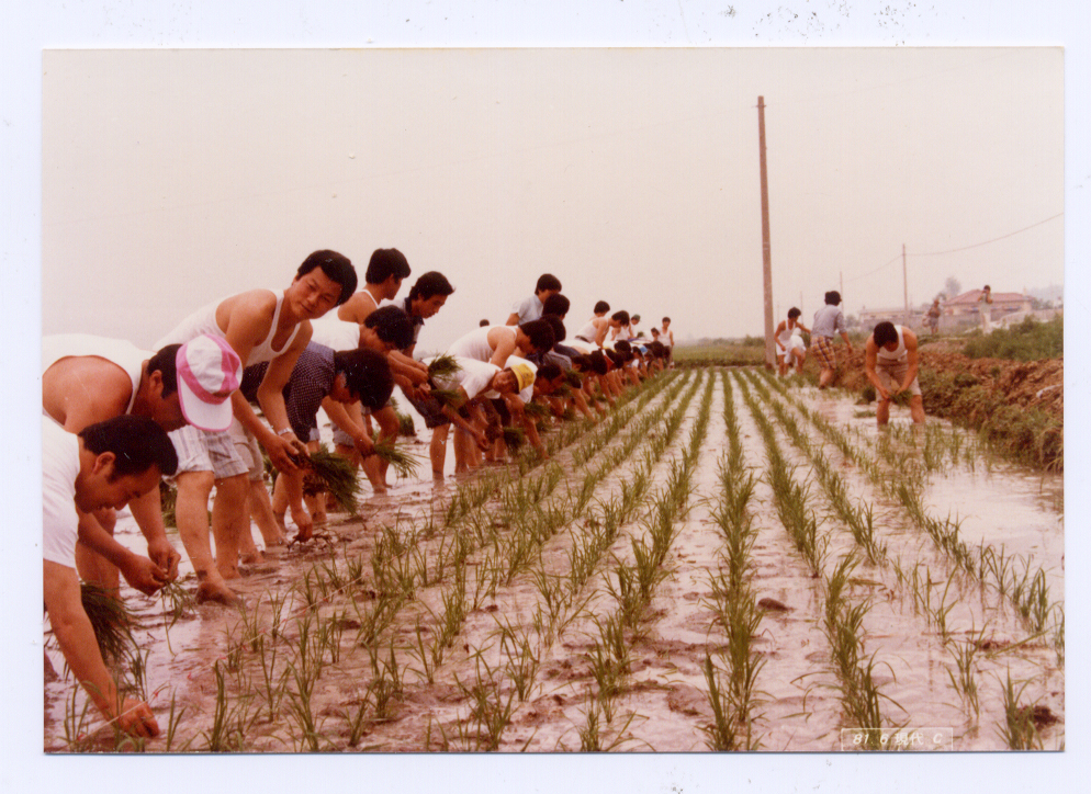 1981 농촌활동 